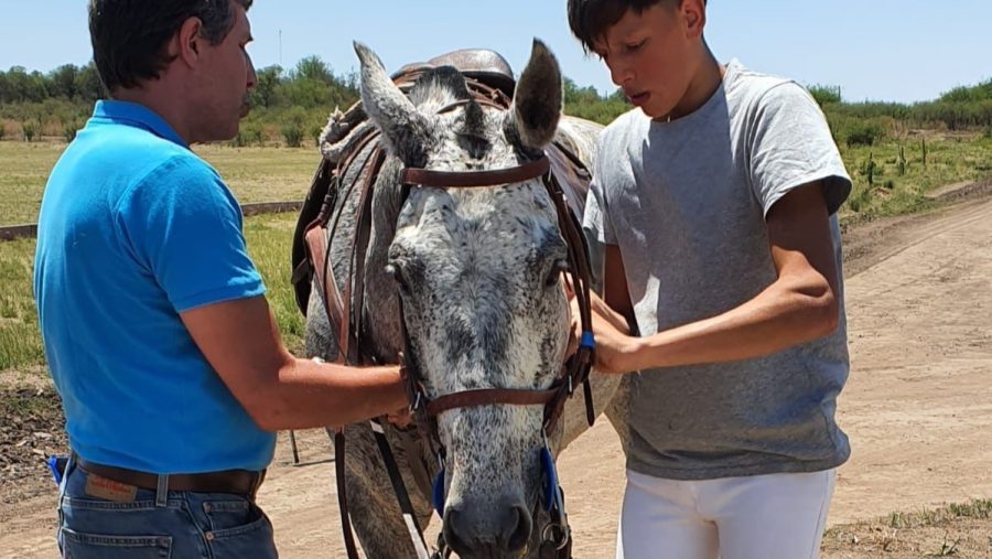 Theo Hoet ajustando los arneses de su caballo